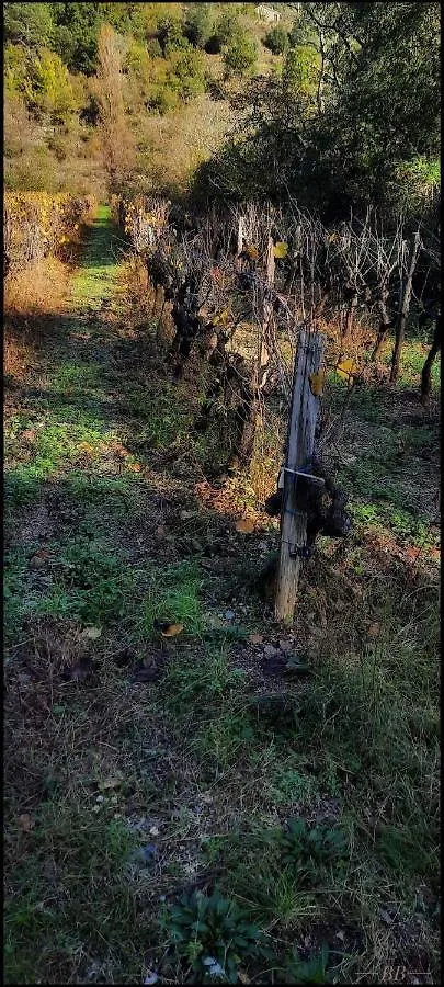 Gîte du tilleul ,domaine de l'olivier Faugeres  Hébergement de vacances